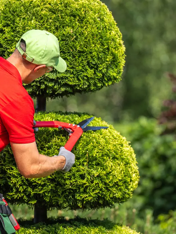 OK Valley gardener pruning
